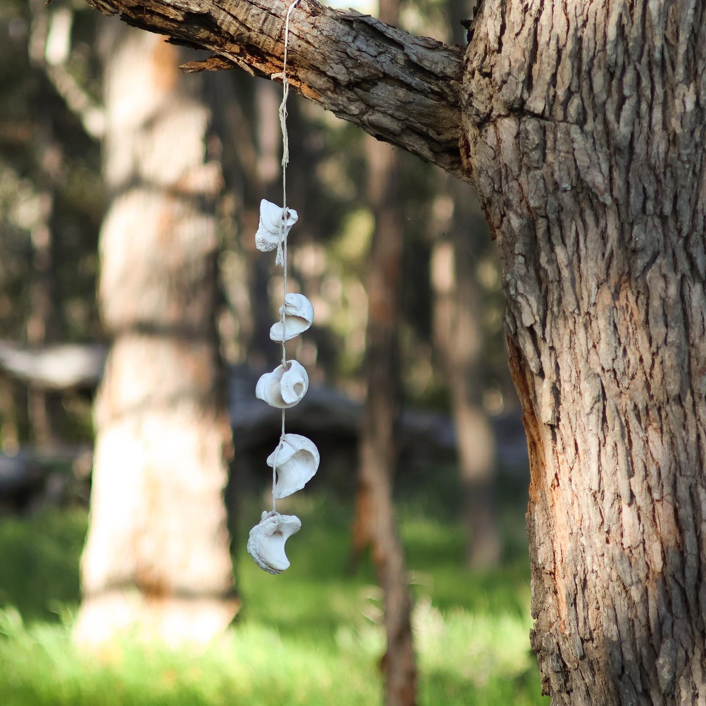 The slower you go the more you’ll see… 

📸 @jetlagroad 

#naturelovers #forestbathing #forestlovers #margaretriver