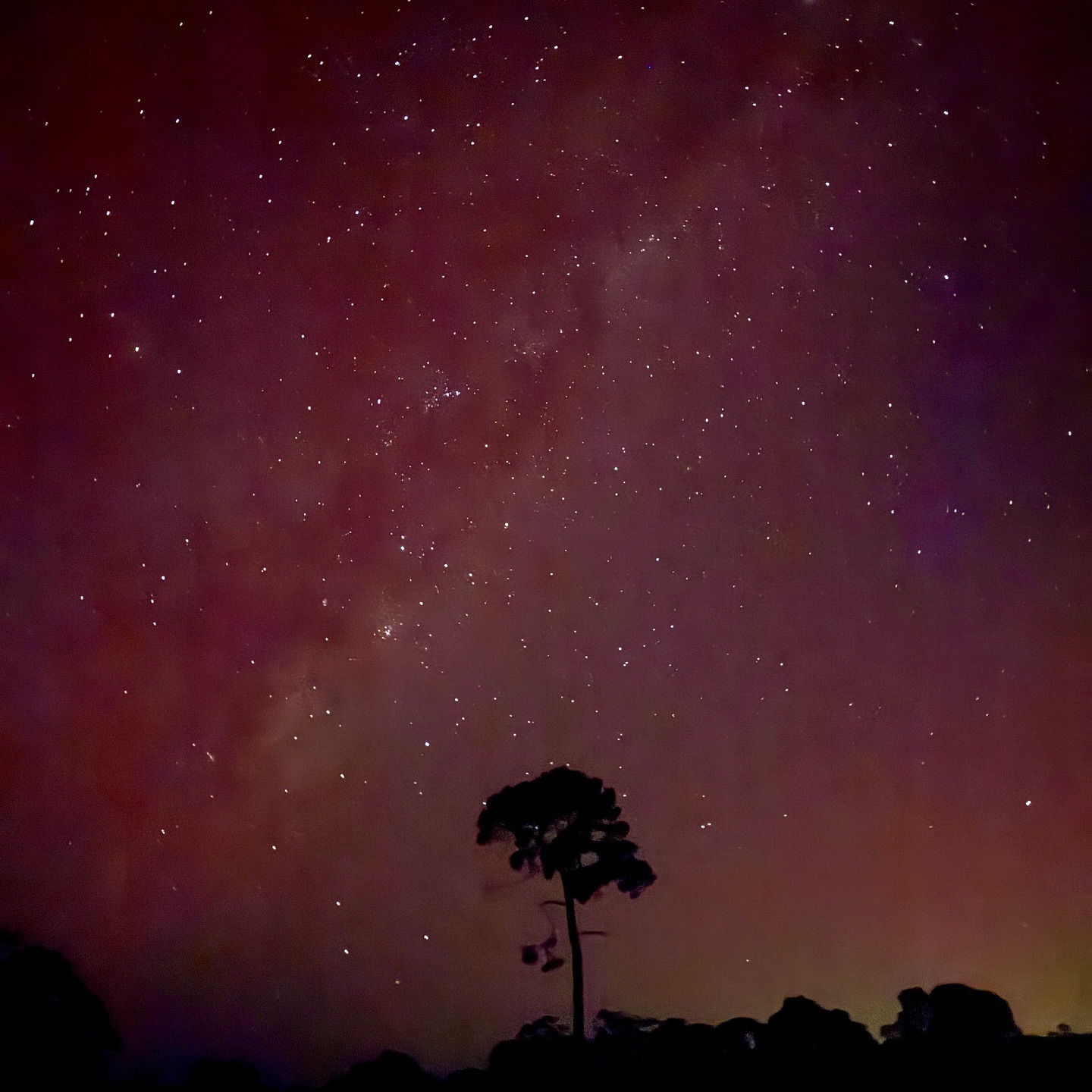 Aurora Australis ☺️ 
📍 #Cowaramup
📸 @anita.revel.artist iPhone 15

#auroraaustralis #margaretriver #nightsky #nightskyphotography #iphoneography